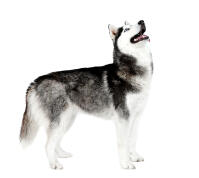 Siberian Husky