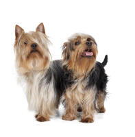 Silky Terrier