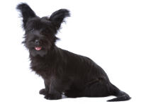 Skye Terrier