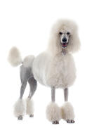 Poodle