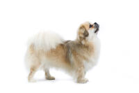 Tibetan Spaniel