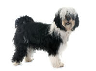 Tibetan Terrier