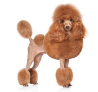 Toy Poodle