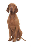 Vizsla