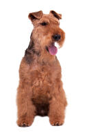 Welsh Terrier