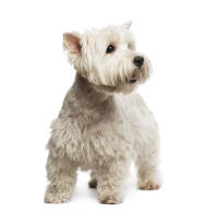 West Highland Terrier