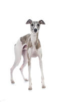 Whippet