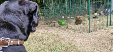 Eggs... did you say I can have fresh eggs?