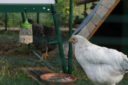 A chicken pecking at the pendant peck toy.