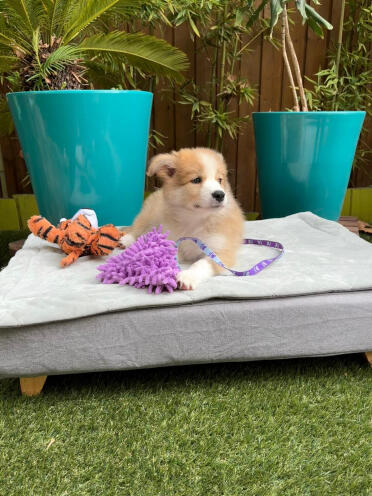 First day home - aston