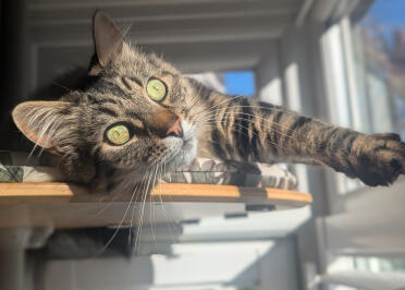 Toby Kit. Sun worshiper