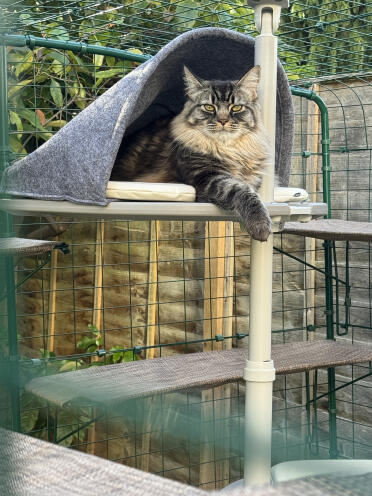 Milo on his platform 