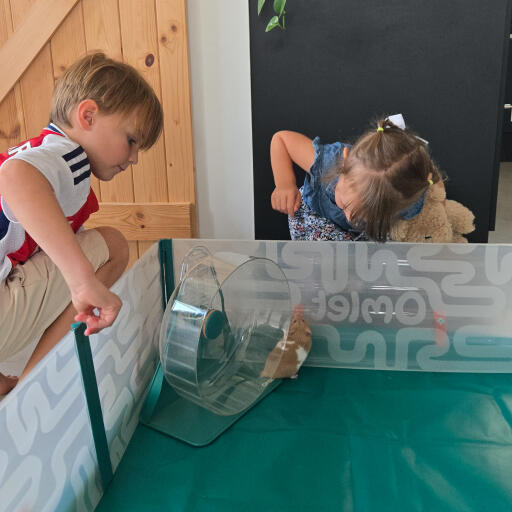 Playing in a hamster playpen