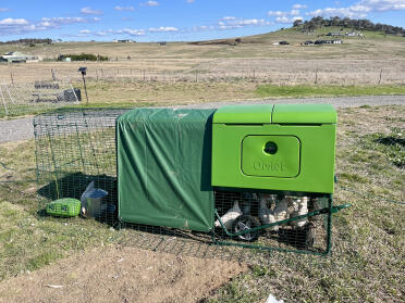 Baby chicks in Omlet coop