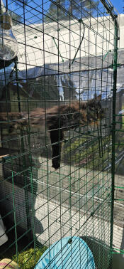 Relax on the cat shelf