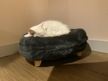 Xena snuggling in her Maya cat bed Earl Grey