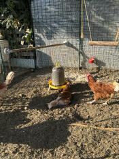 Chickens in a walk in run surrounded by toys such as Omlet chicken perch and a homemade chicken swing.