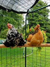 Two chickens on a perch, inside an enclosure
