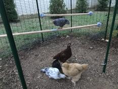 Some chickens wandering in their run , around two wooden perches