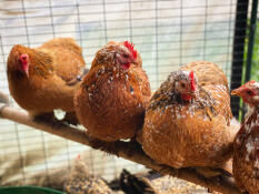 Four Pekin chickens sitting on a perch