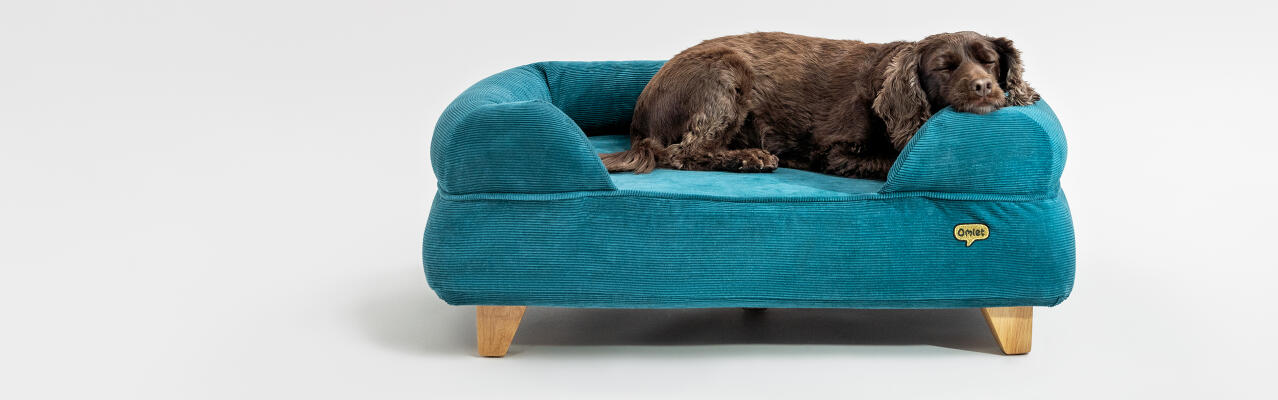 dog sleeping in a bolster bed