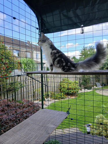 Exploring our new Balcony Catio