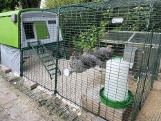Six chickens lining up on their perch, inside a chicken run