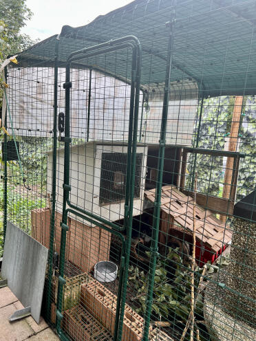 Beauty, missoura, stupfi & pfupfi in the höppeler paradise