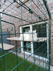 The cats love it 😍