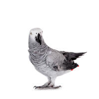 African Grey Parrot