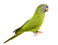 Blue Crowned Parakeet