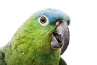 Blue Naped Parrot
