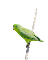 Blue Winged Parrotlet
