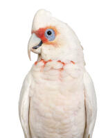 Little Corella