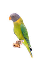 Plum Headed Parakeet