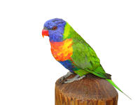 Rainbow Lorikeet