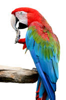 Red and Blue Macaw