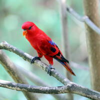 Red Lory