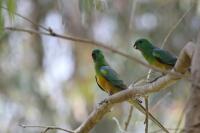 Red Rumped Parrot