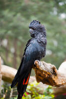 Red Tailed Black Cockatoo