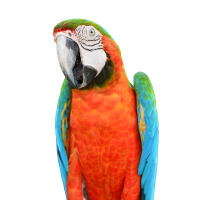 Scarlet Macaw