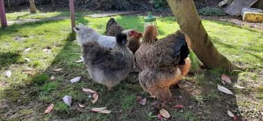 Some chickens pecking treats from their pendant peck toy