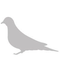 Asian Dwarf Turtle Dove (Streptopelia Tranquebarica)