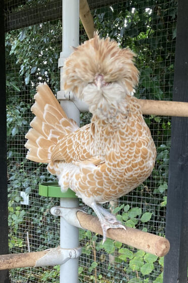 Barney loves her pole tree!