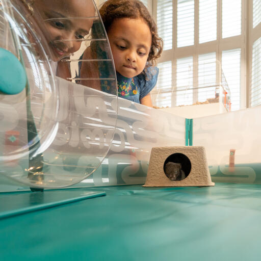A hamster and chamber hide inside of the hamster playpen
