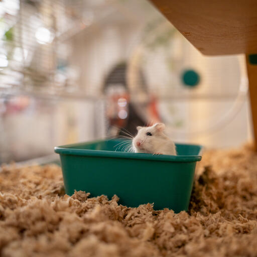 A small gerbil inside the hamster sand bath