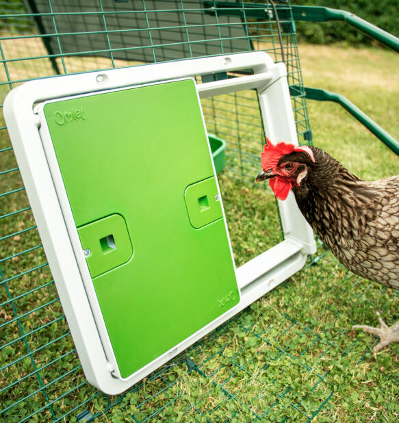 chicken looking at the smart autodoor attached to a mesh run