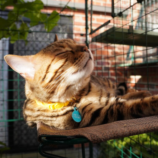 Durable outdoor cat shelves