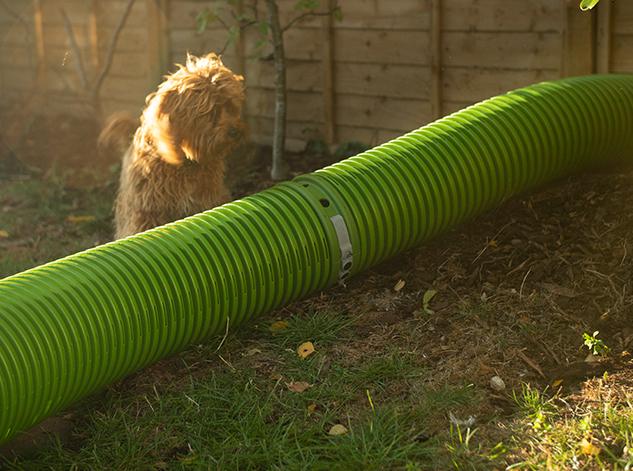 Dog in a garden next to a safe guinea pig burrow pipe