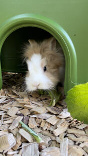 Rabbit inside green Zippi Rabbit Shelter.